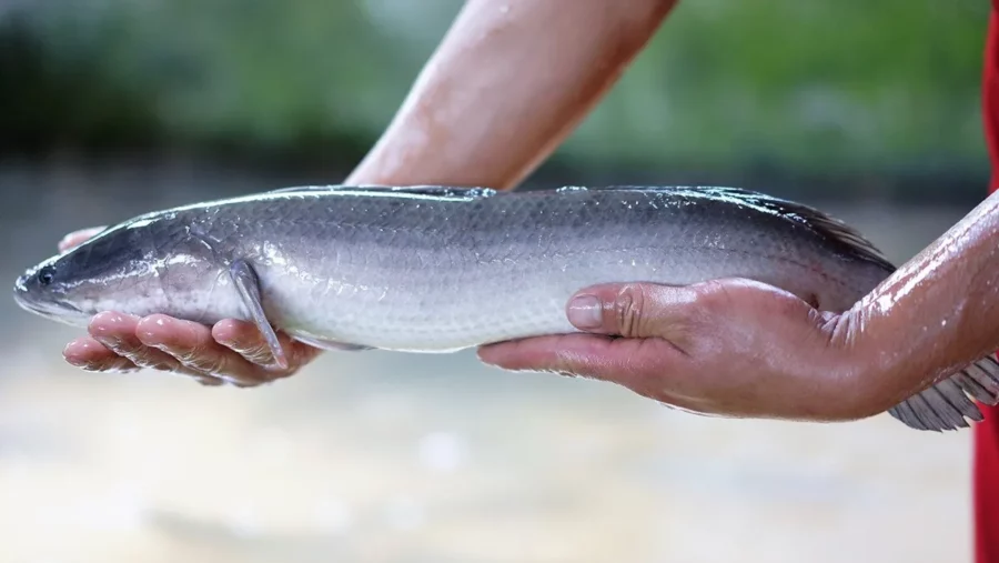 Cá Lóc Số Mấy Điềm Báo Gì